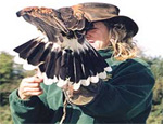 Birds of Prey Centre - Cornwall